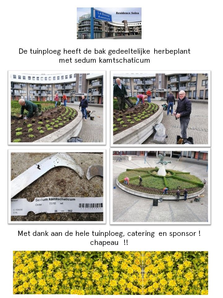 Herbeplanting van de bak met sedum kamtschaticum op 26 oktober 2020